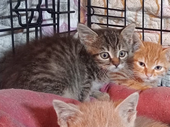 Adozione gatto, femmina, Razza sconosciuta Razza sconosciuta, 2 mesi, taglia non valida, Torino