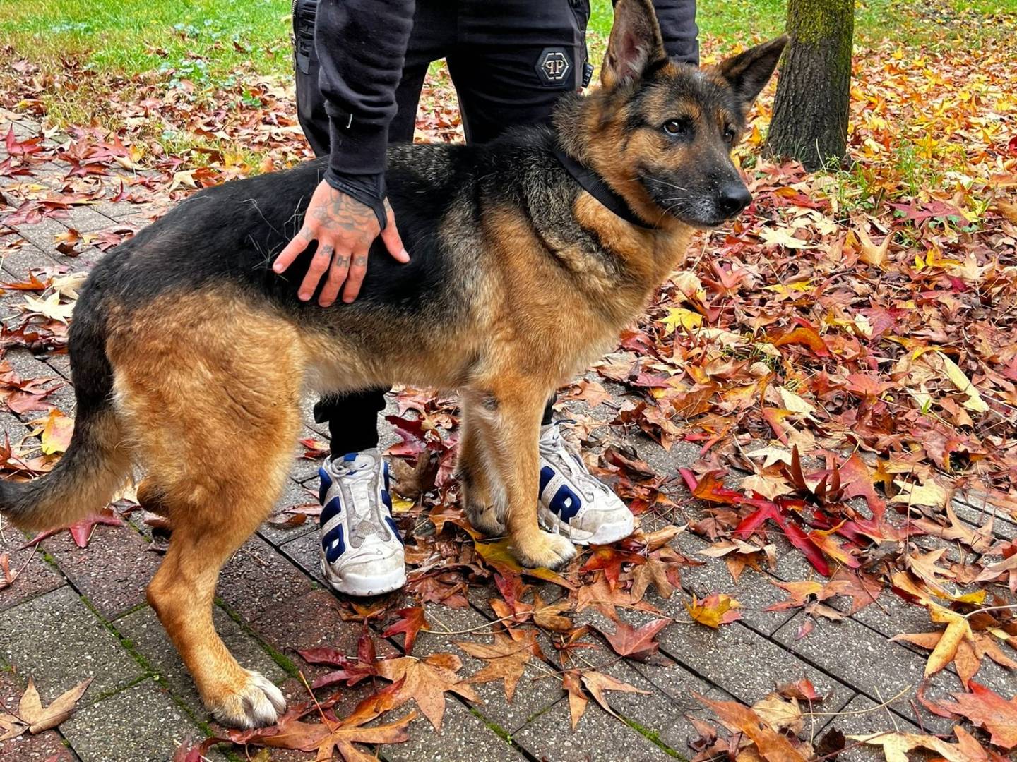 Adotta un cane, taglia media, femmina, Milano