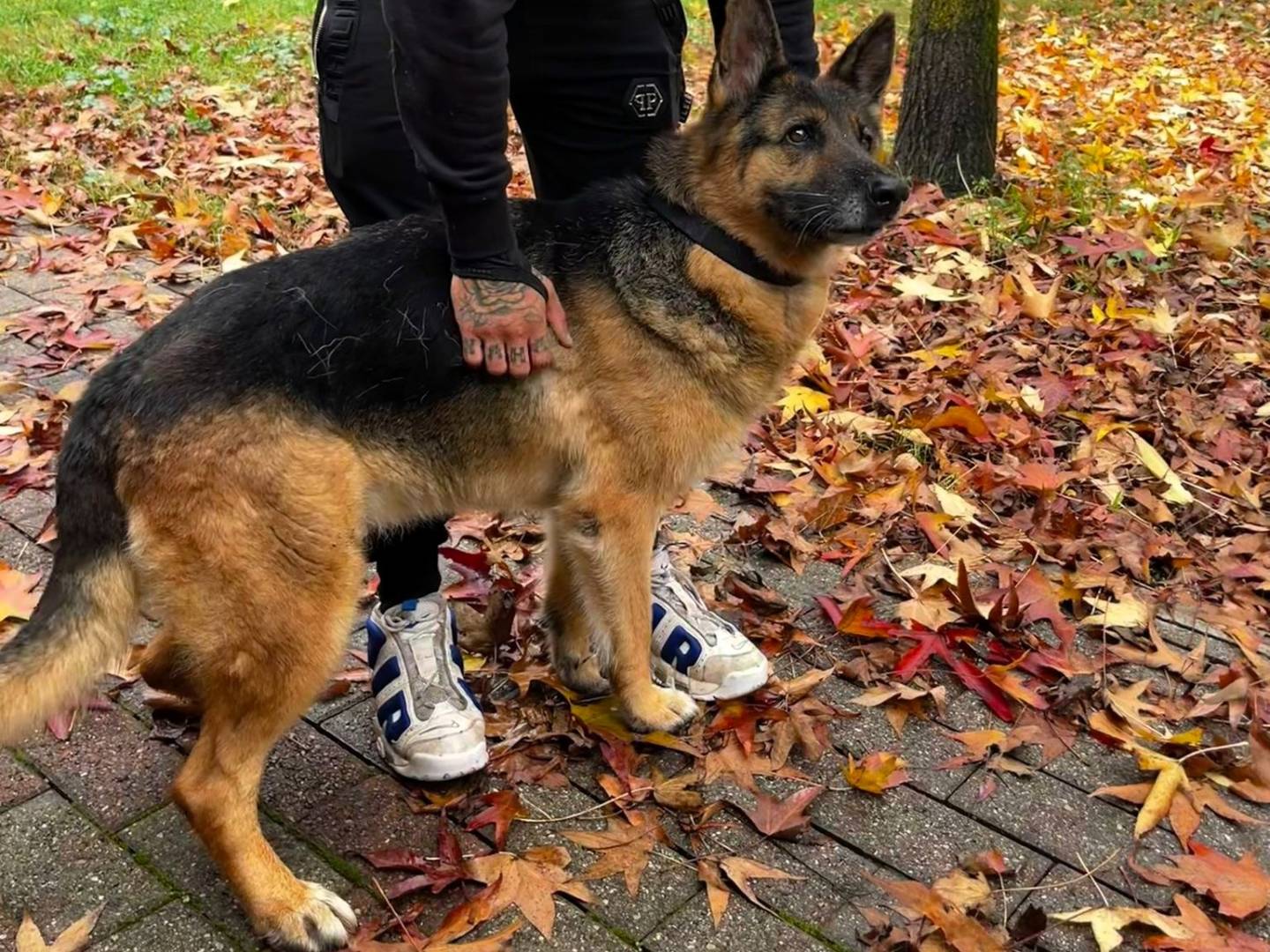Vuoi adottare un cane a Milano?