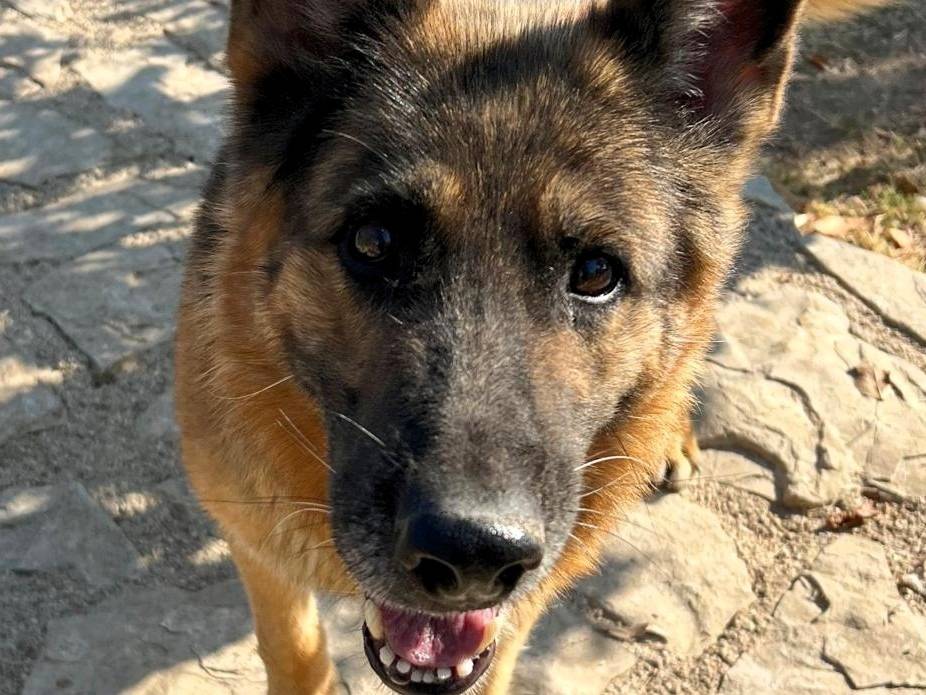 Adotta il cane Federica a Milano