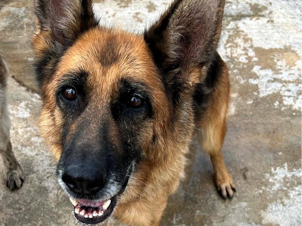 Adotta un cane, femmina, 8 anni e 6 mesi, Milano