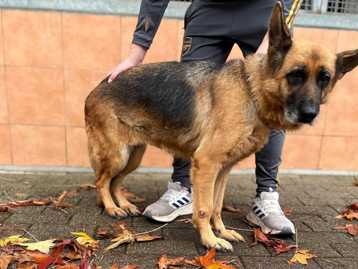 Vuoi adottare un cane a Milano?