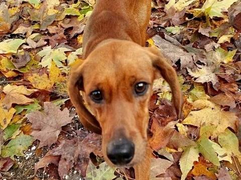 Adozione cane, maschio, Segugio Razza sconosciuta, 1 anno e 1 mese, taglia media, Cremona