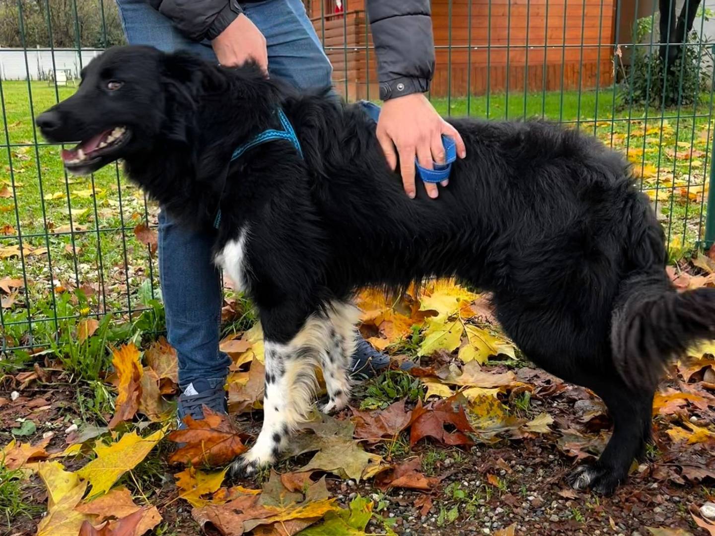 Adotta un cane, maschio, 1 anno e 3 mesi, Milano