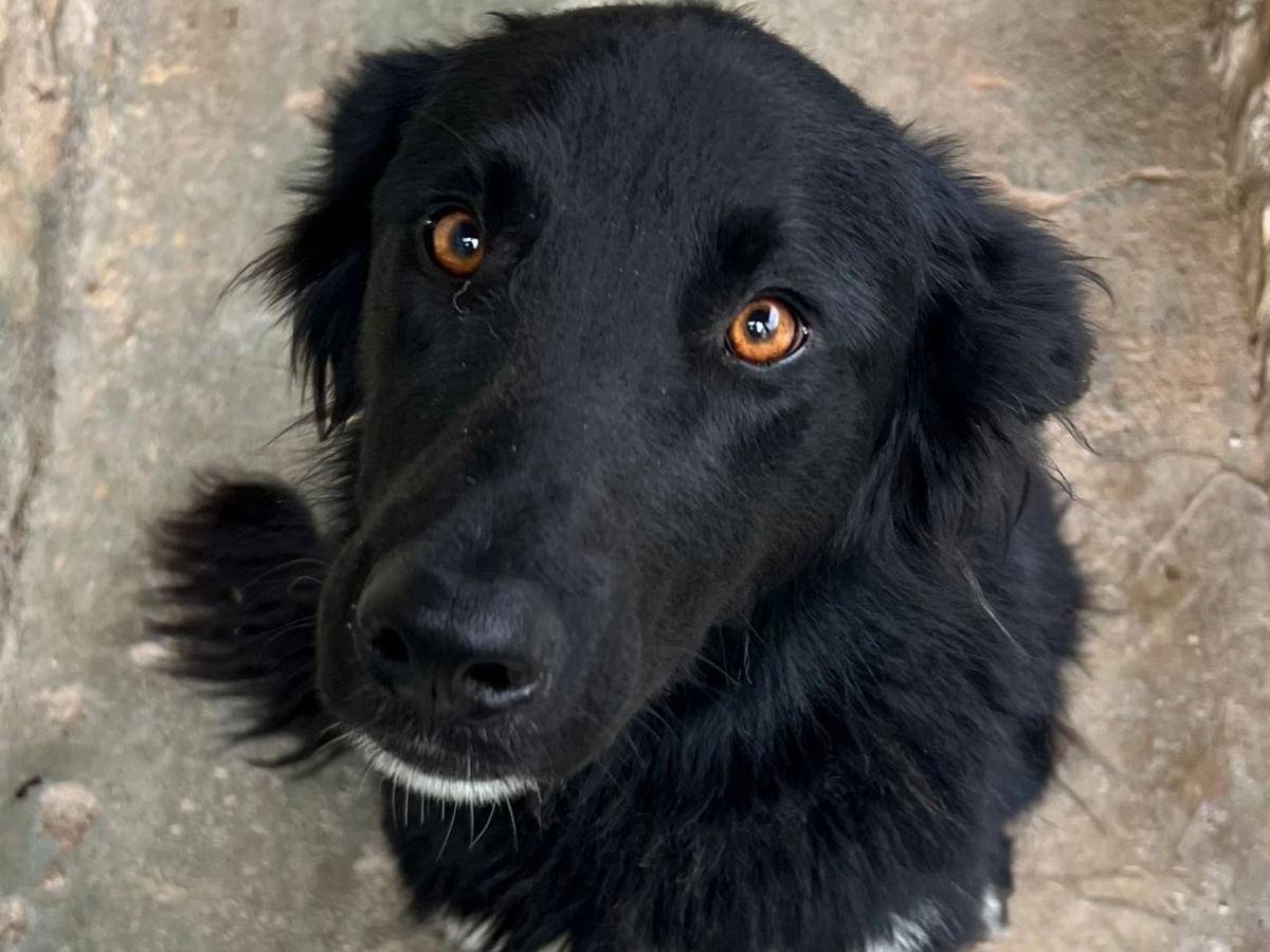 Adotta un cane, taglia media, maschio, Milano