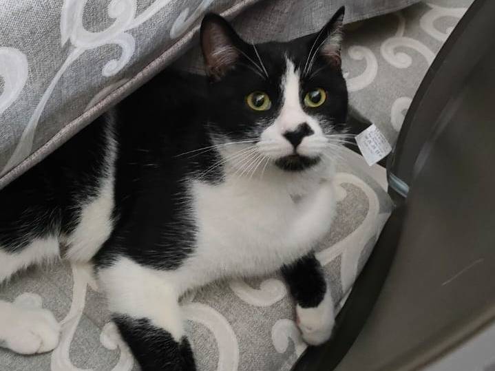 Adozione gatto, maschio, Razza sconosciuta Razza sconosciuta, 6 mesi, taglia non valida, Napoli