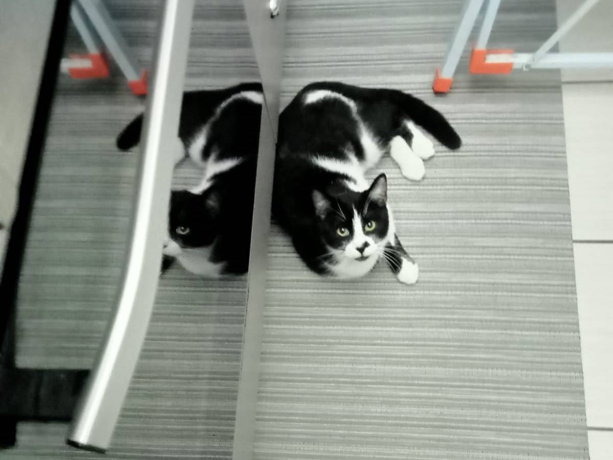 Adotta un gatto, maschio, 6 mesi, Napoli