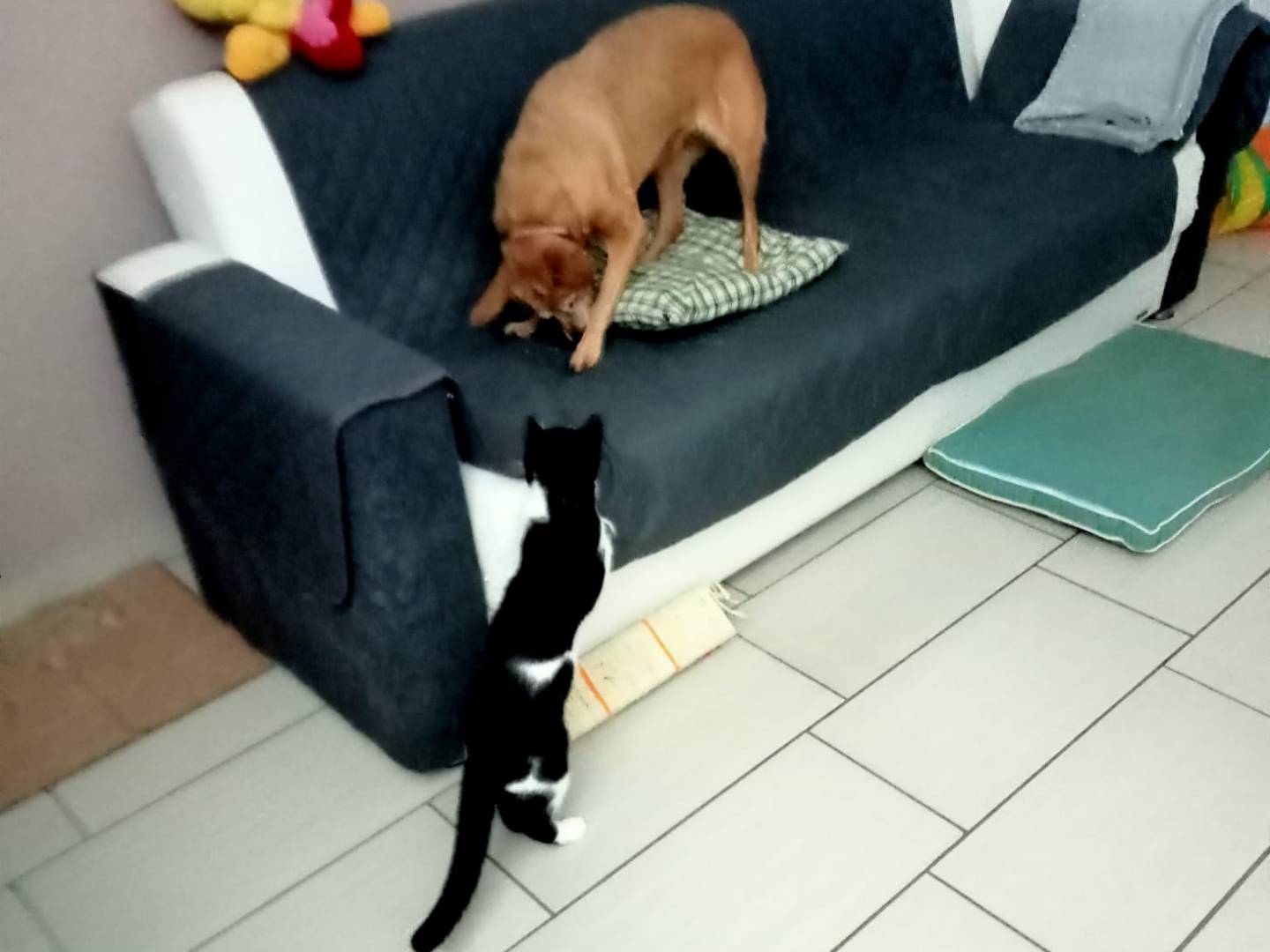 Adotta un gatto, taglia non valida, maschio, Napoli