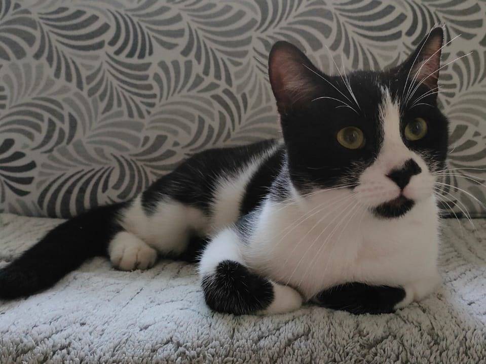 Vuoi adottare un gatto a Napoli?