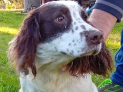Adozione cane, maschio, Spaniel Razza sconosciuta, 5 anni e 1 mese, taglia piccola, Padova