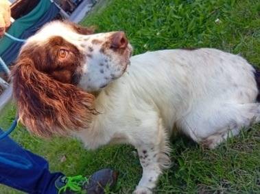Adotta un cane, taglia piccola, maschio, Padova