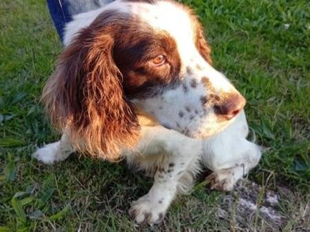 Vuoi adottare un cane a Padova?