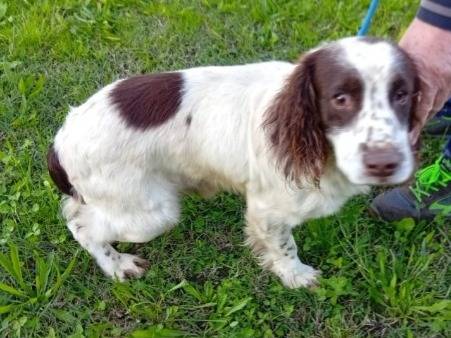 Adotta il cane Ciccio  a Padova