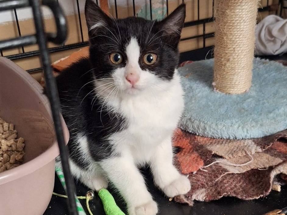 Adozione gatto, femmina, Razza sconosciuta Razza sconosciuta, 2 mesi, taglia non valida, Milano