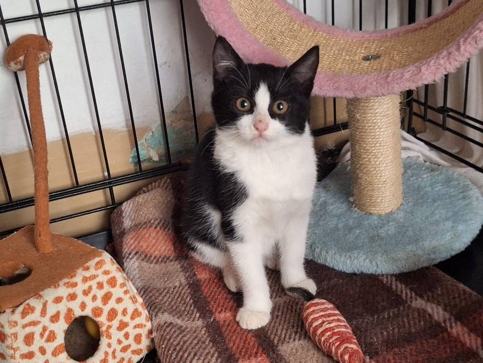 Adotta un gatto, femmina, 2 mesi, Milano