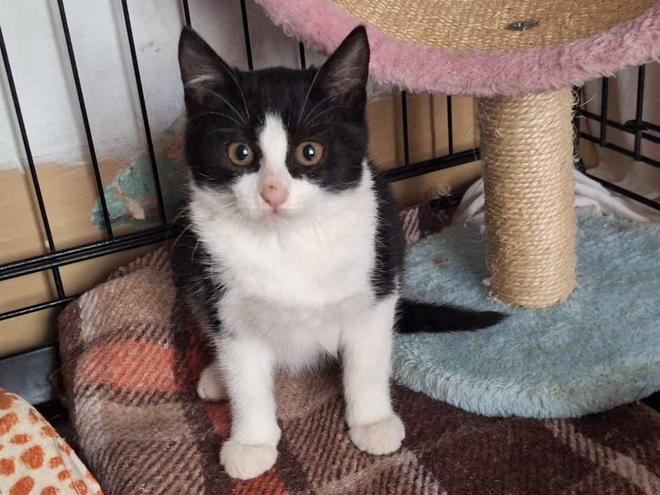 Adotta un gatto, taglia non valida, femmina, Milano