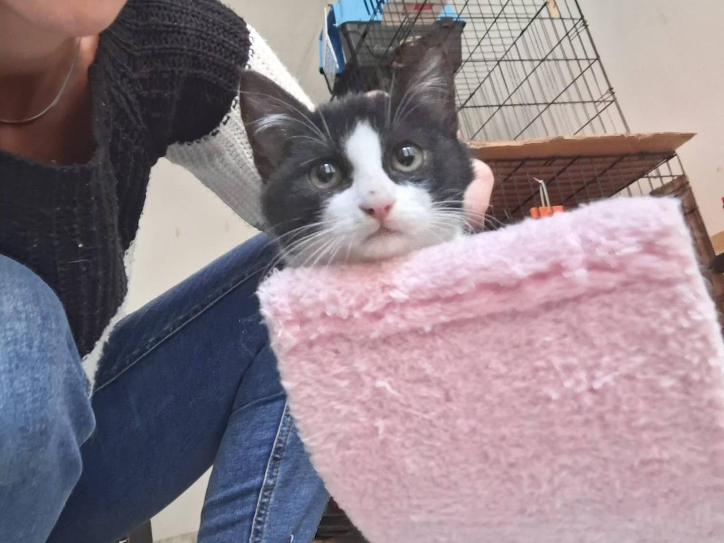 Vuoi adottare un gatto a Milano?