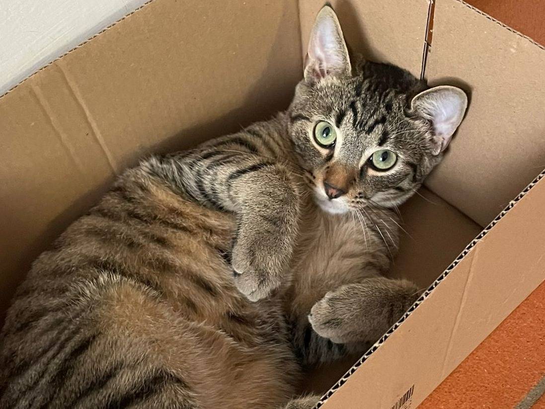 Adozione gatto, maschio, Razza sconosciuta Razza sconosciuta, 7 mesi, taglia non valida, Forl