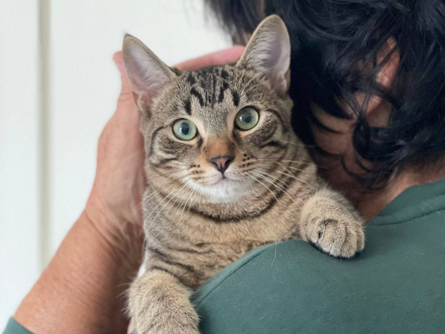 Adozione gatto, femmina, Razza sconosciuta Razza sconosciuta, 7 mesi, taglia non valida, Forl