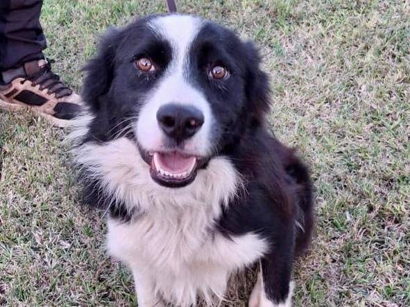 Adozione cane, maschio, Border Collie Razza sconosciuta, 1 anno e 6 mesi, taglia media, Crotone