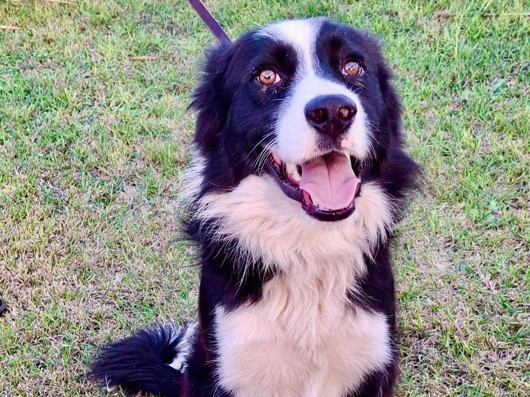 Adotta un cane, maschio, 1 anno e 6 mesi, Crotone