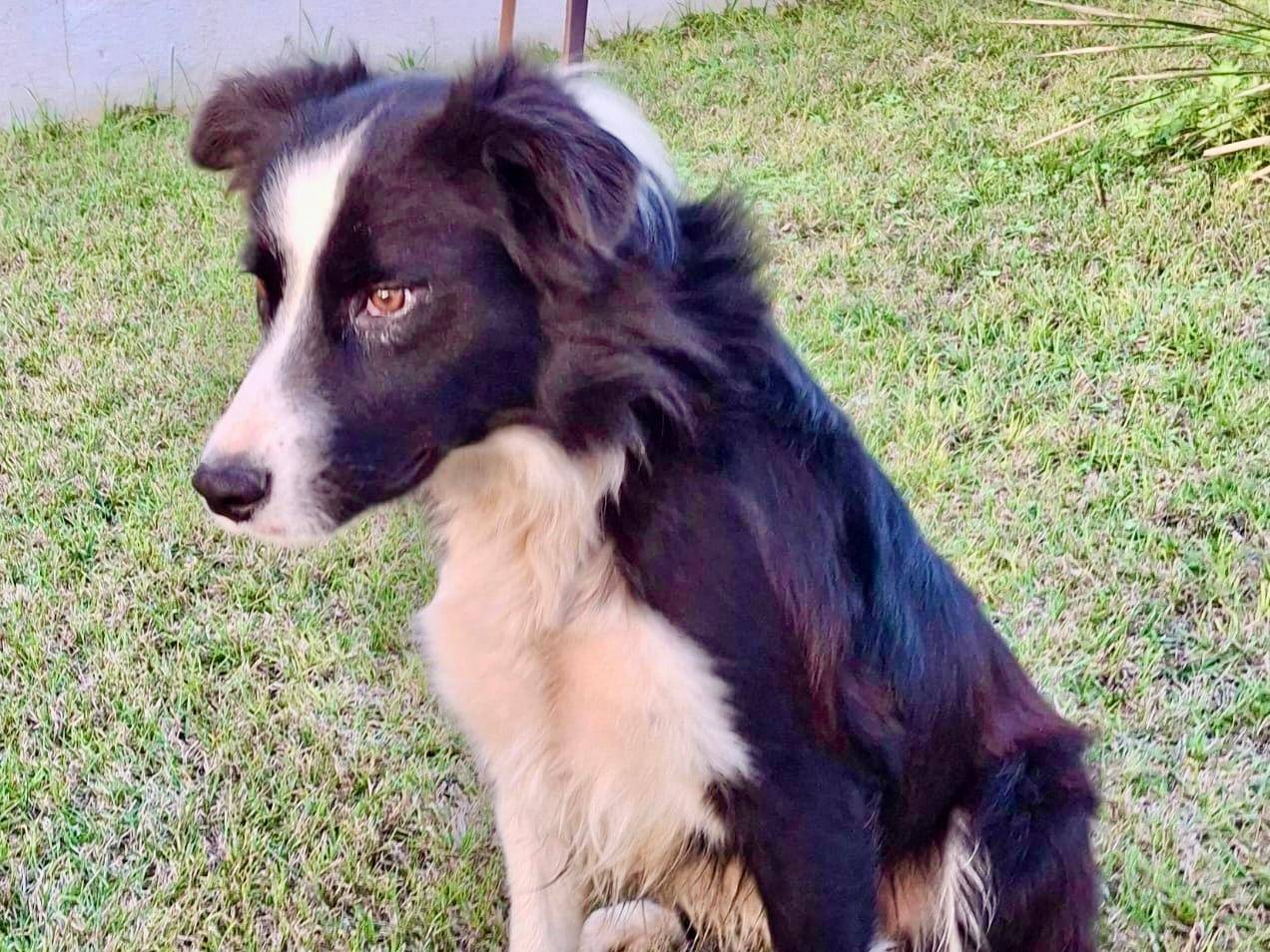 Adotta un cane, taglia media, maschio, Crotone