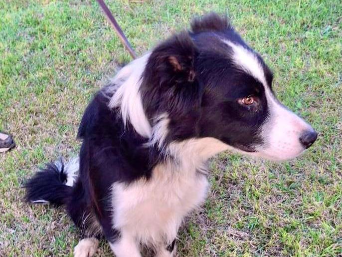 Vuoi adottare un cane a Crotone?