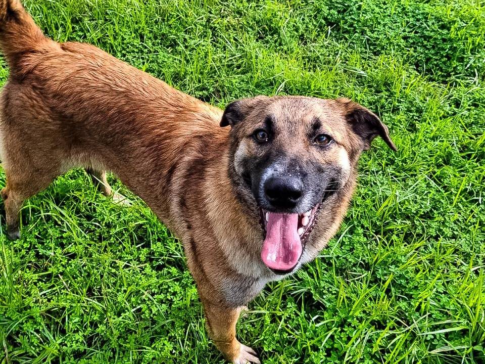 Adozione cane, femmina, Razza sconosciuta Razza sconosciuta, 9 mesi, taglia media contenuta, Crotone