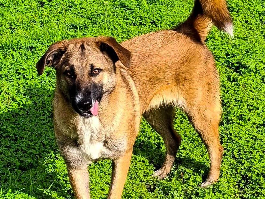 Adotta un cane, taglia media contenuta, femmina, Crotone