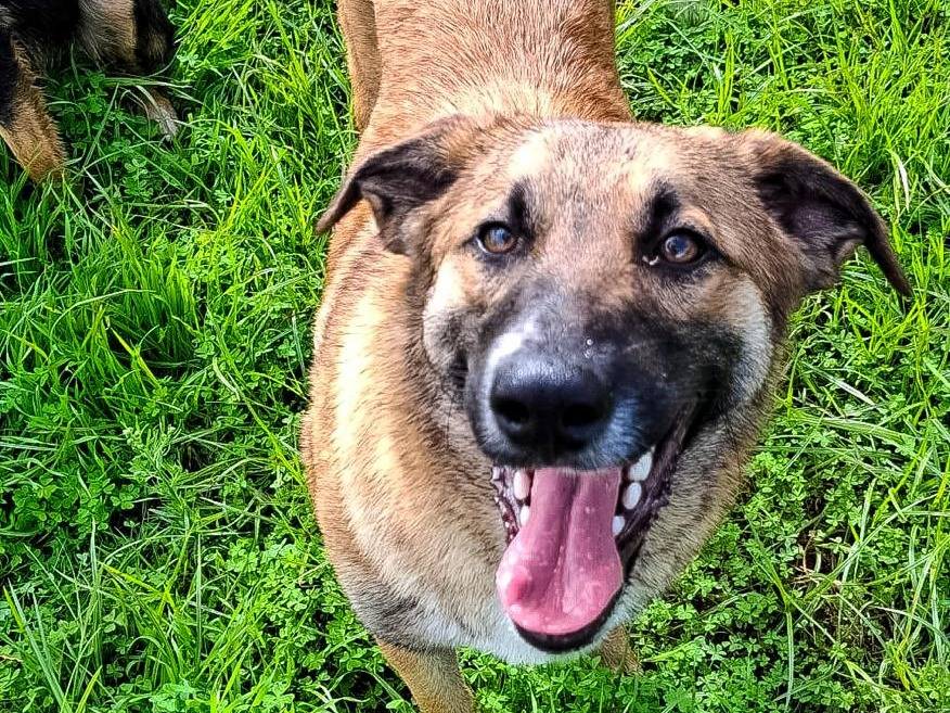 Vuoi adottare un cane a Crotone?