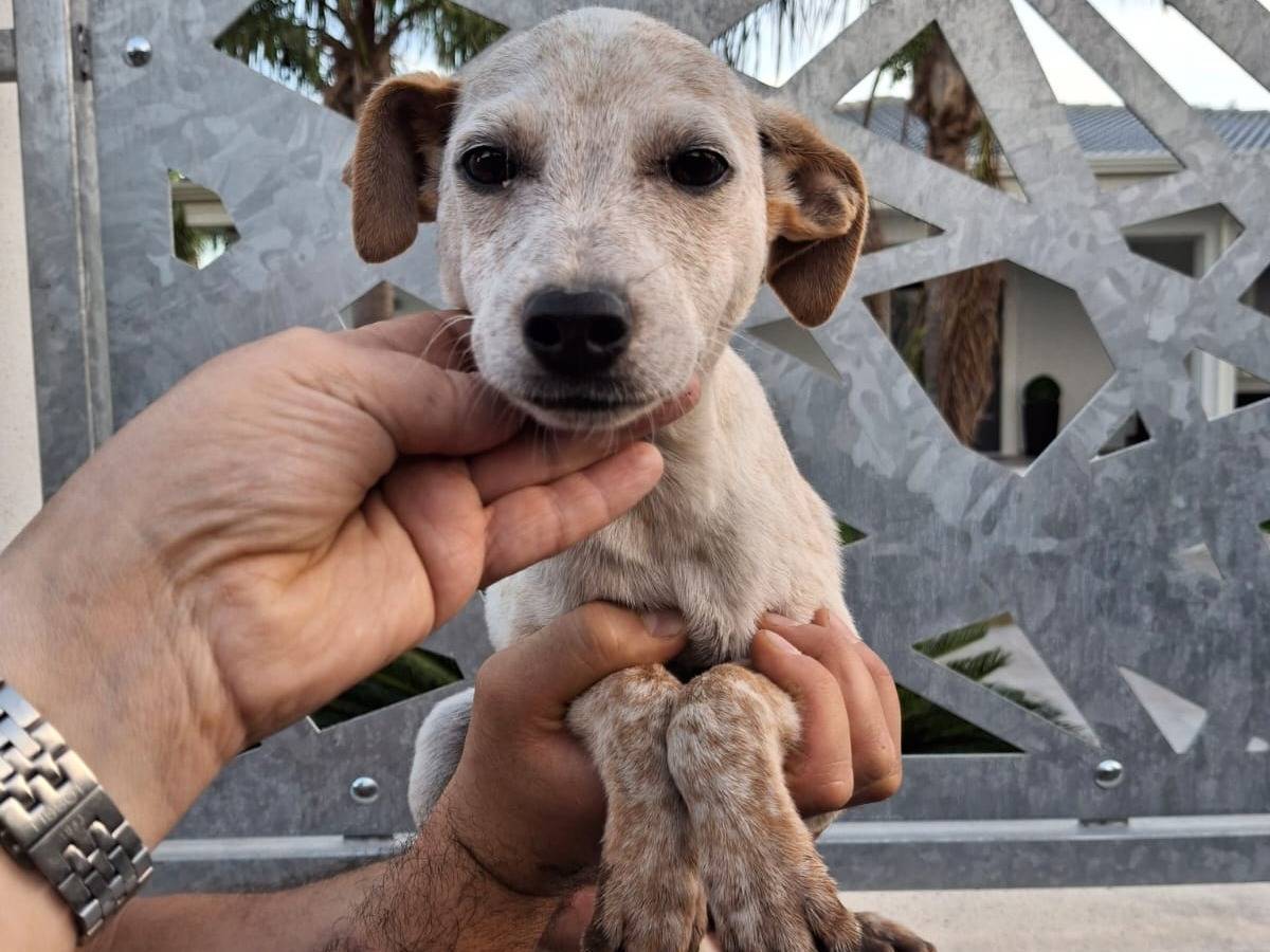 Adotta un cane, taglia media contenuta, maschio, Crotone