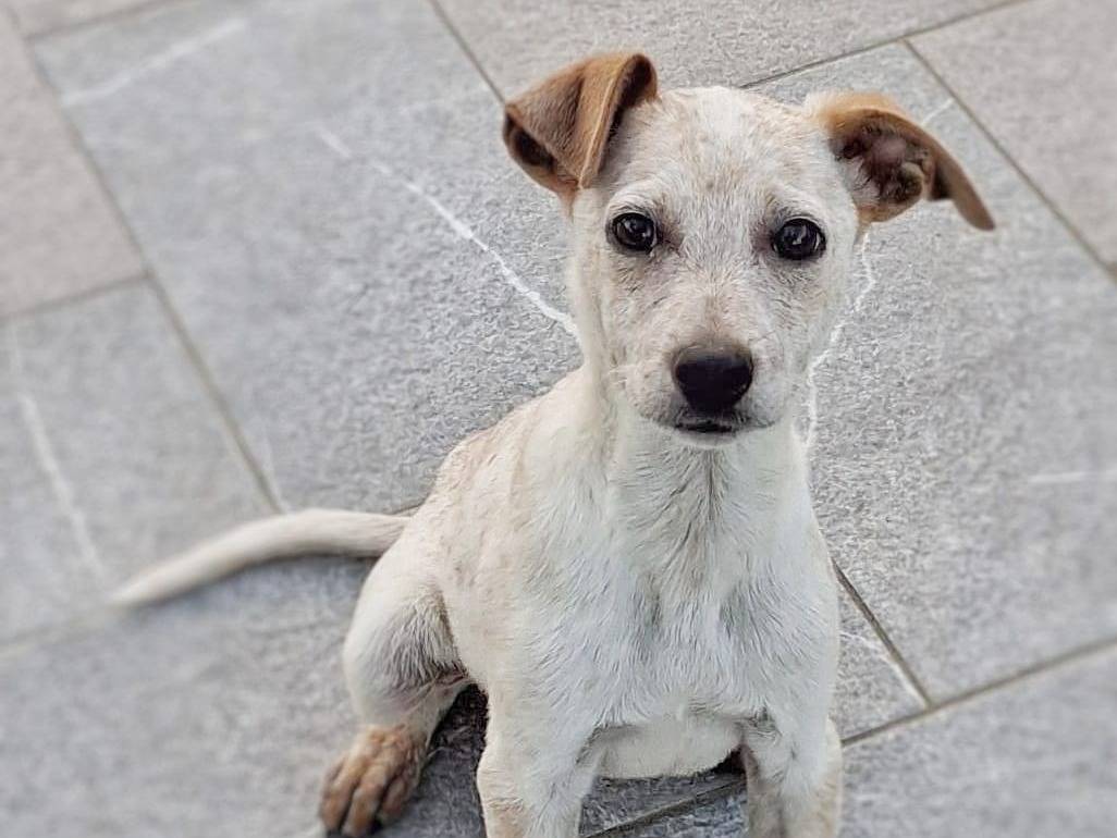 Vuoi adottare un cane a Crotone?