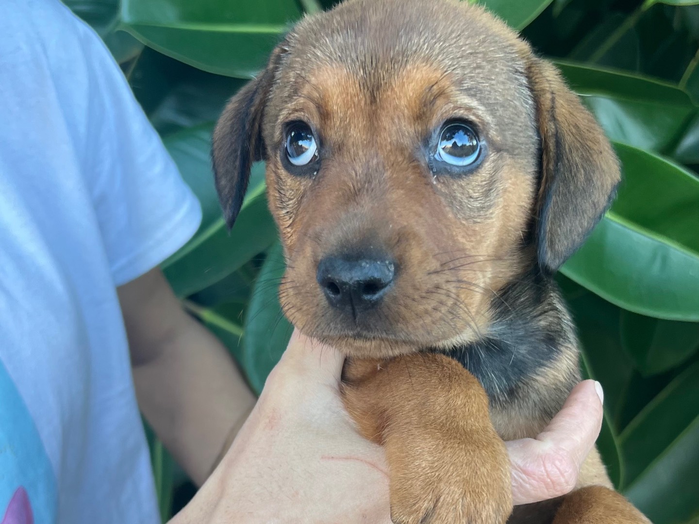 Adozione cane, maschio, Razza sconosciuta Razza sconosciuta, 2 mesi, taglia media, Siracusa