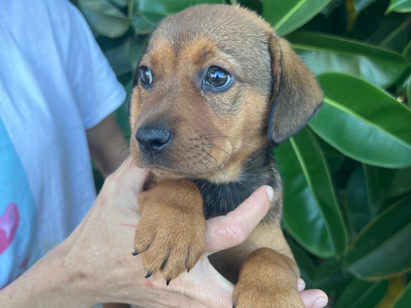 Adotta un cane, maschio, 2 mesi, Siracusa