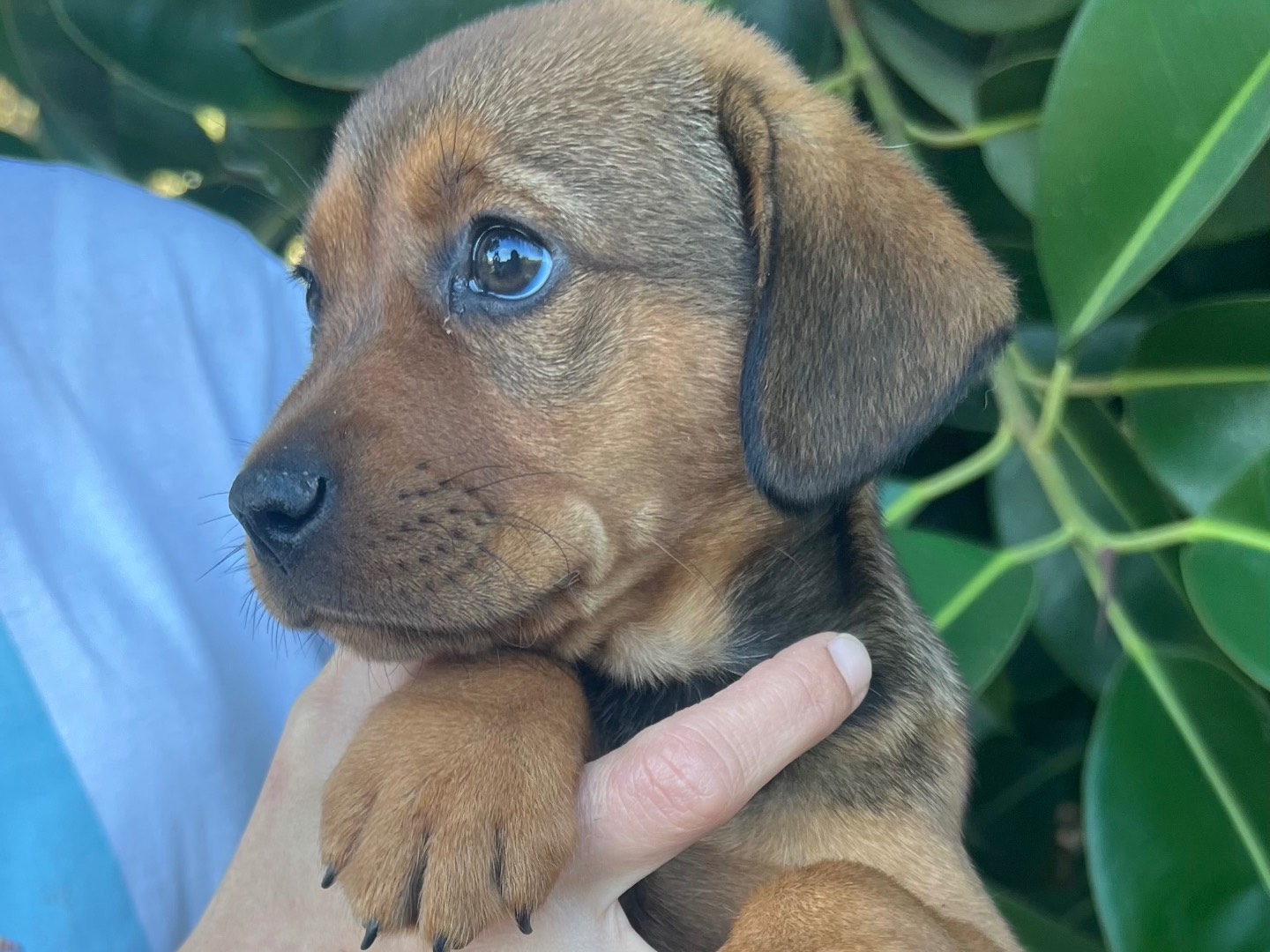 Adotta un cane, taglia media, maschio, Siracusa