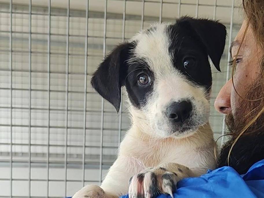 Adotta un cane, maschio, 1 mesi, Trapani