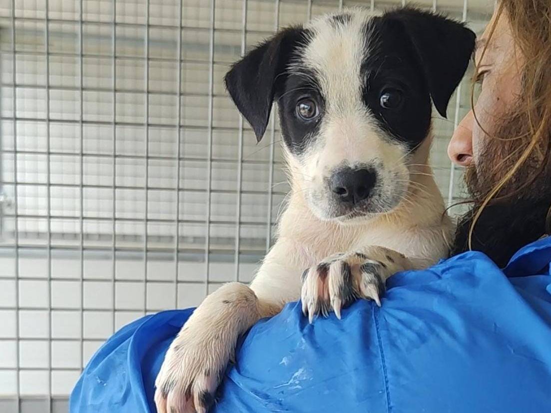 Adotta un cane, taglia media contenuta, maschio, Trapani