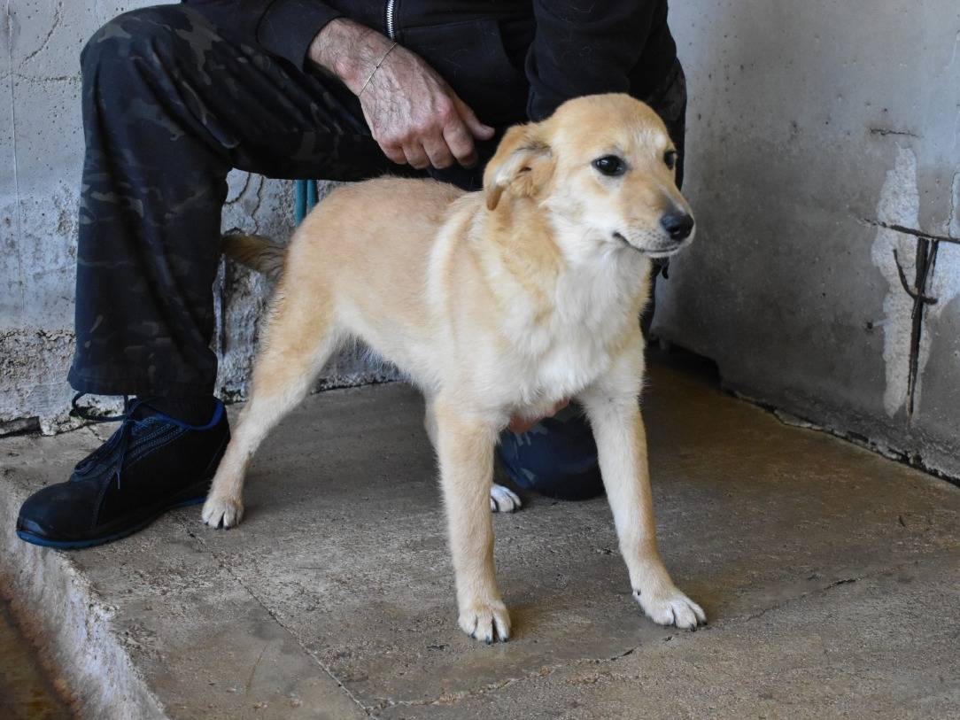 Adozione cane, femmina, Razza sconosciuta Razza sconosciuta, 6 mesi, taglia media contenuta, Roma