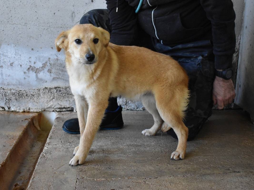 Adotta un cane, taglia media contenuta, femmina, Roma