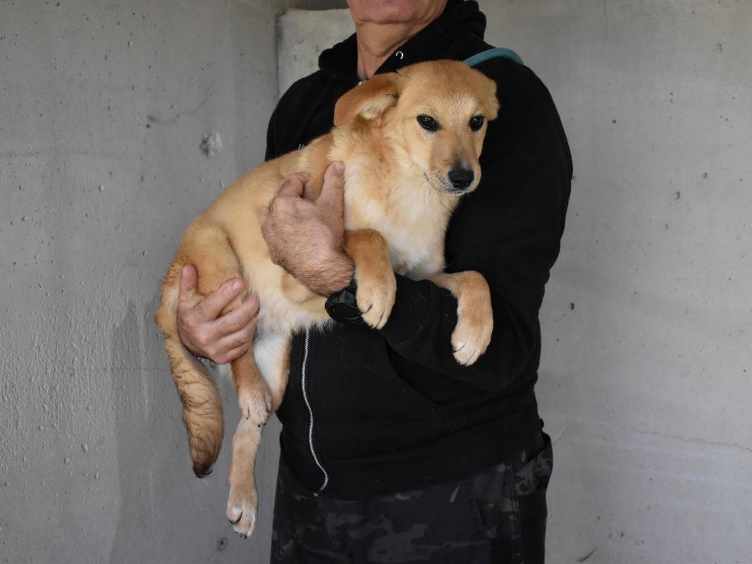 Vuoi adottare un cane a Roma?