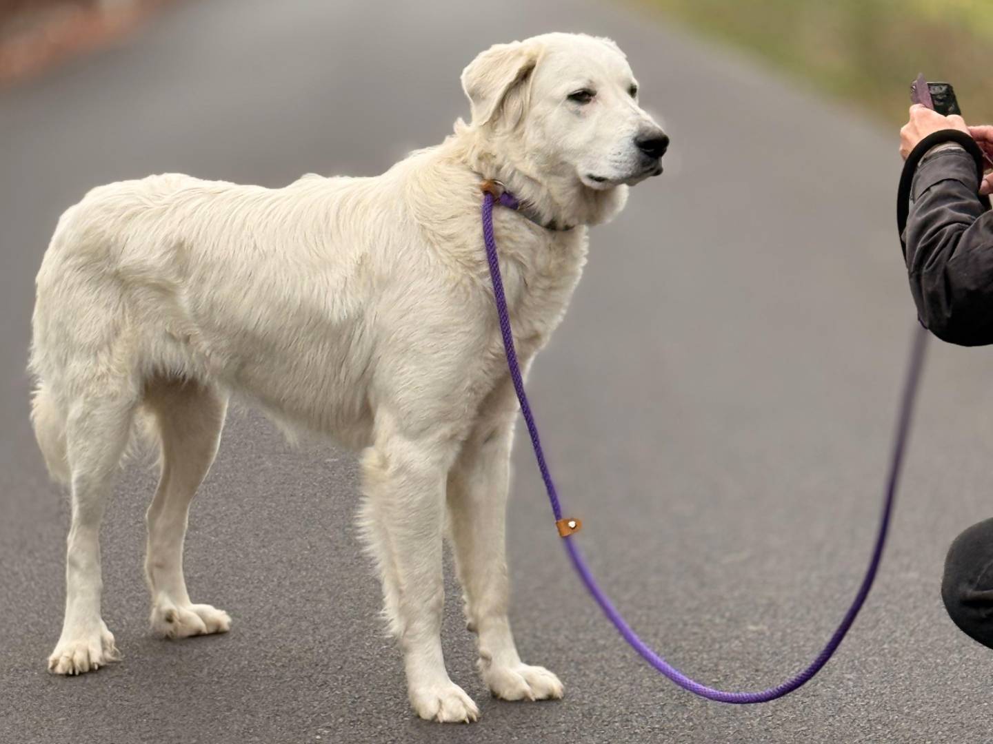 Adotta un cane, femmina, 1 anno, Torino