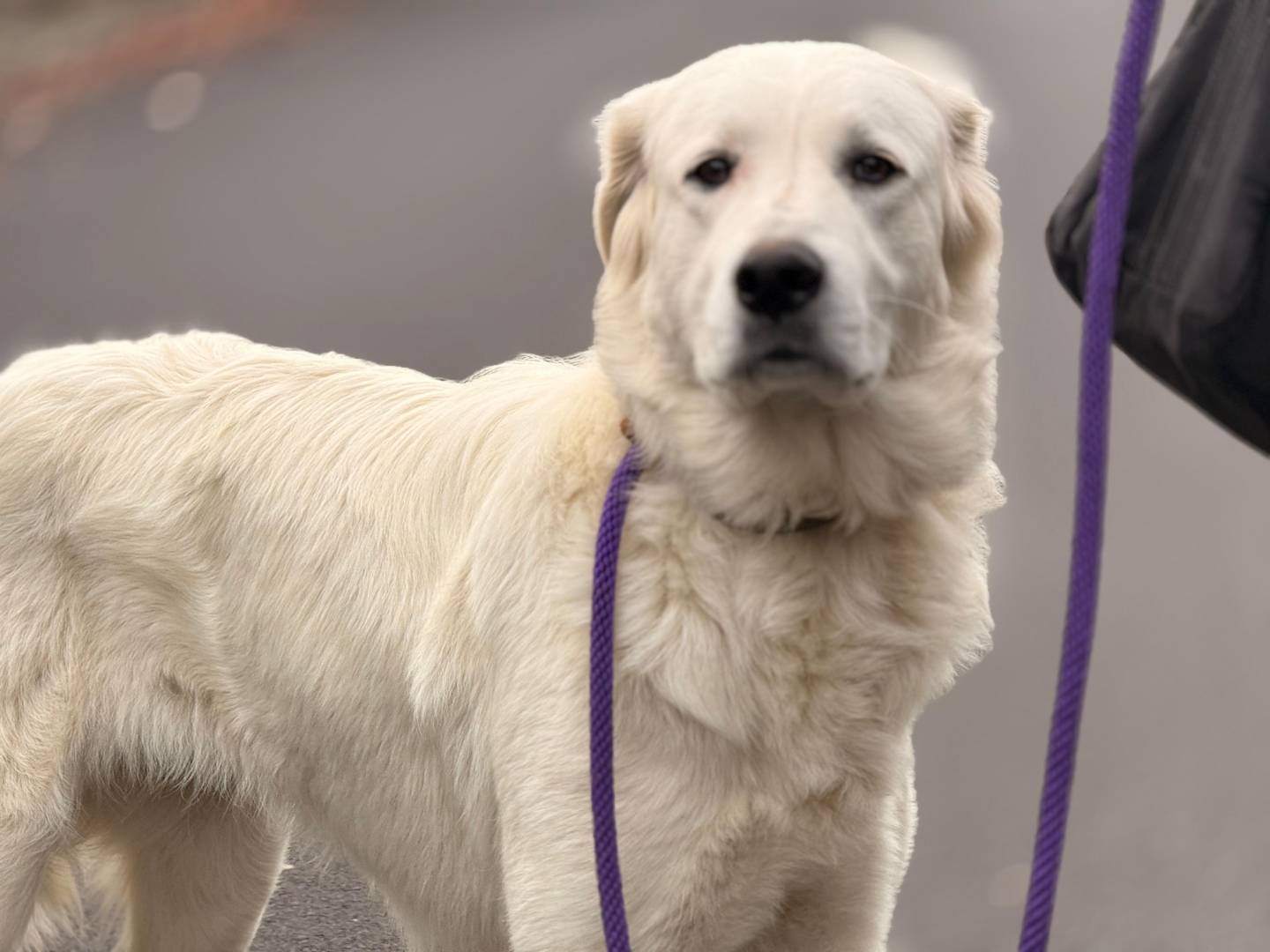 Adotta un cane, taglia grande, femmina, Torino