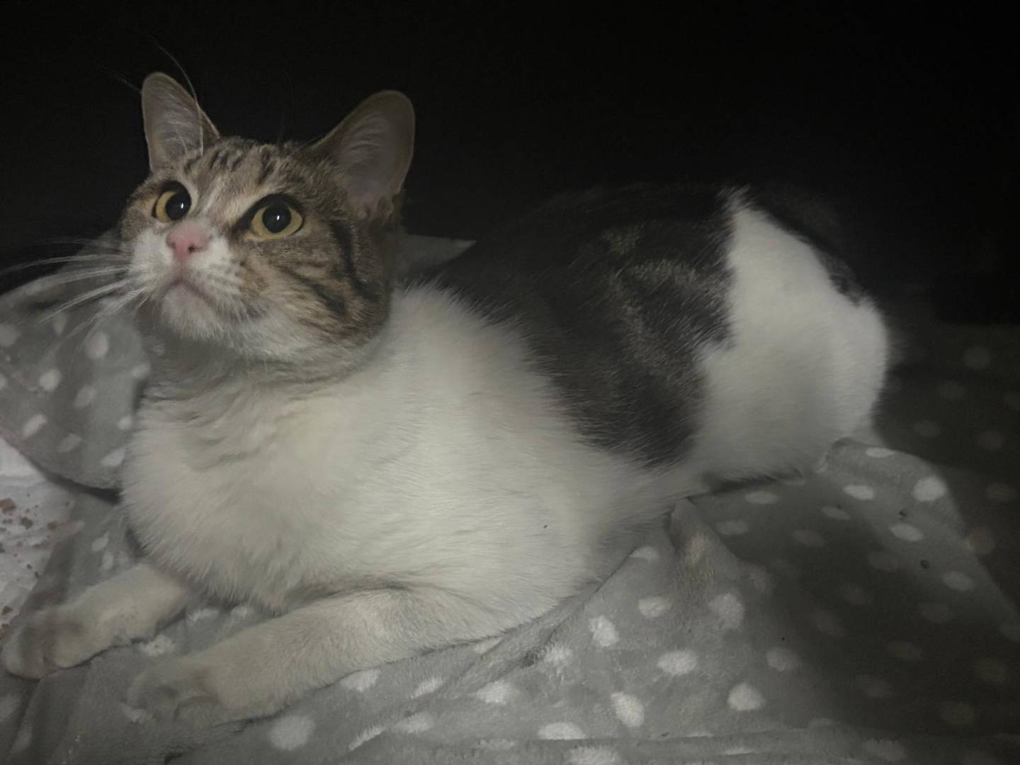 Adotta un gatto, taglia non valida, femmina, Catania