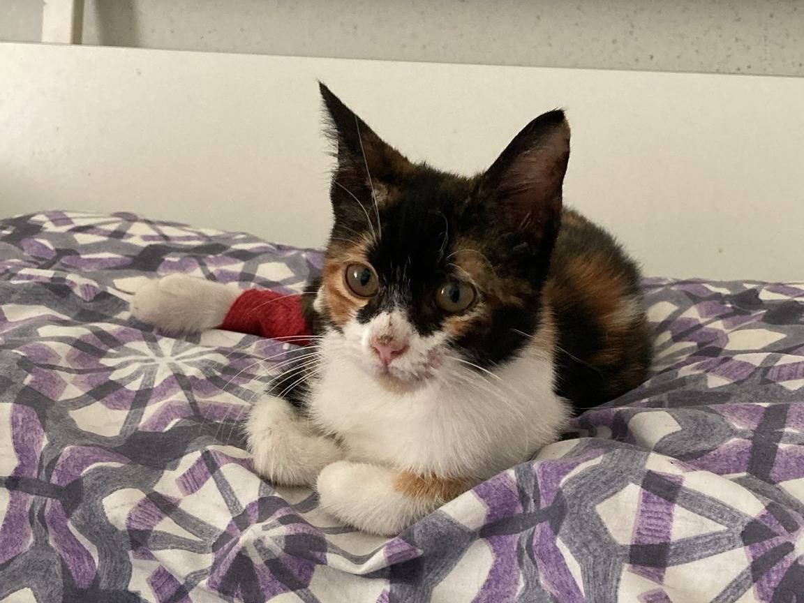 Adozione gatto, femmina, Razza sconosciuta Razza sconosciuta, 4 mesi, taglia non valida, Catania