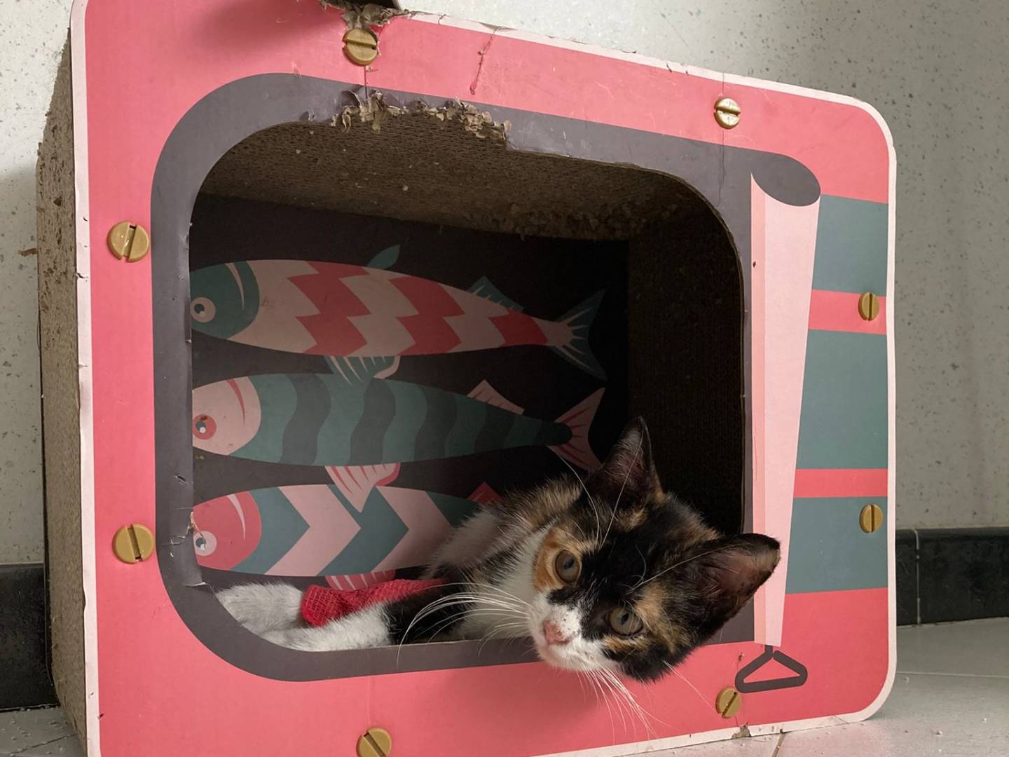 Adotta un gatto, taglia non valida, femmina, Catania