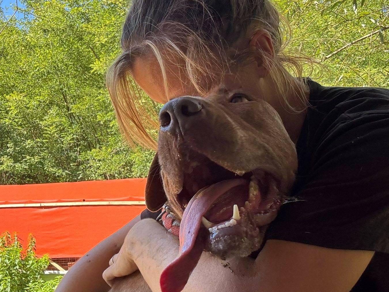 Adotta un cane, femmina, 4 anni e 8 mesi, Firenze