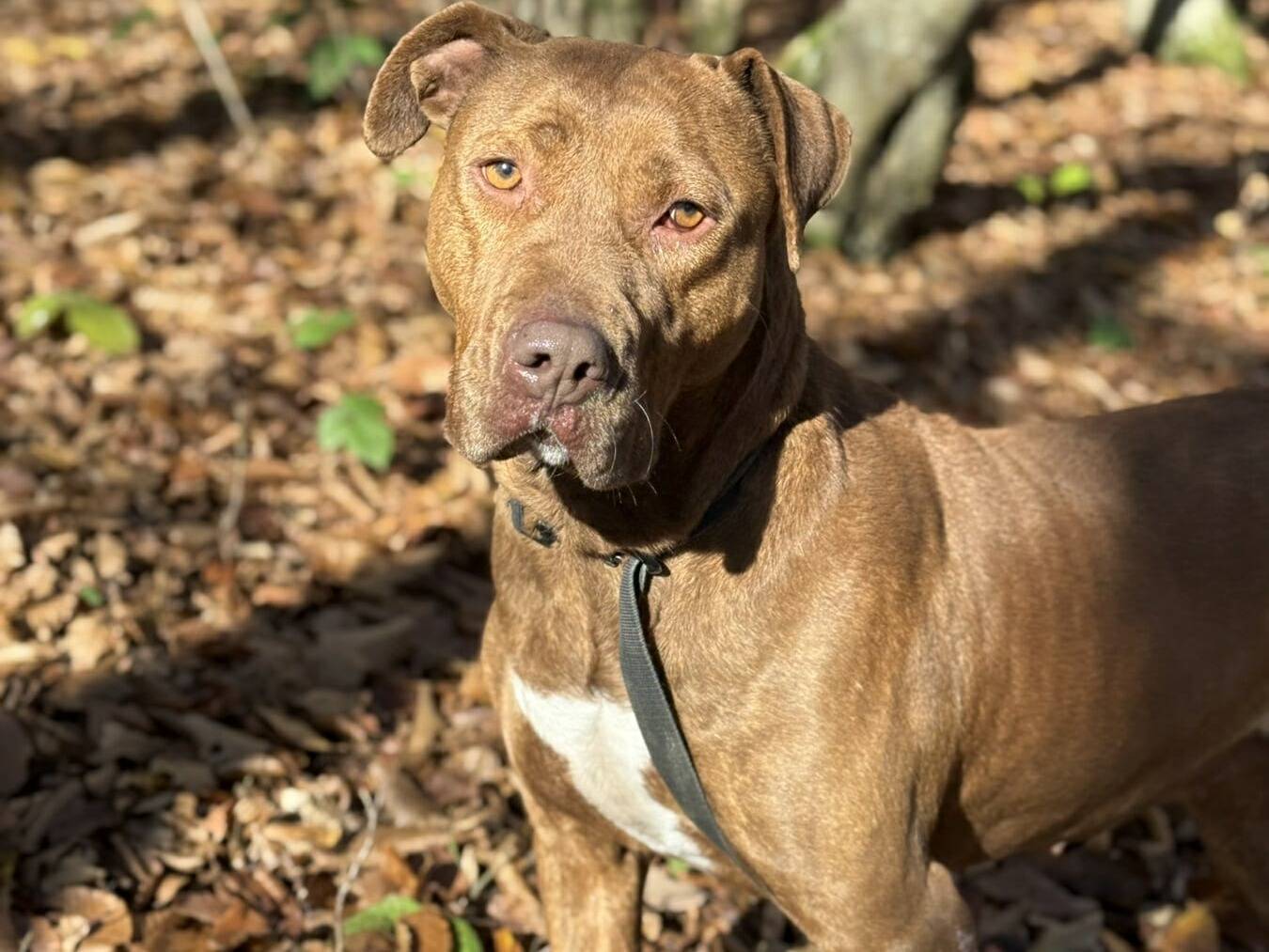 Adotta un cane, taglia grande, femmina, Firenze