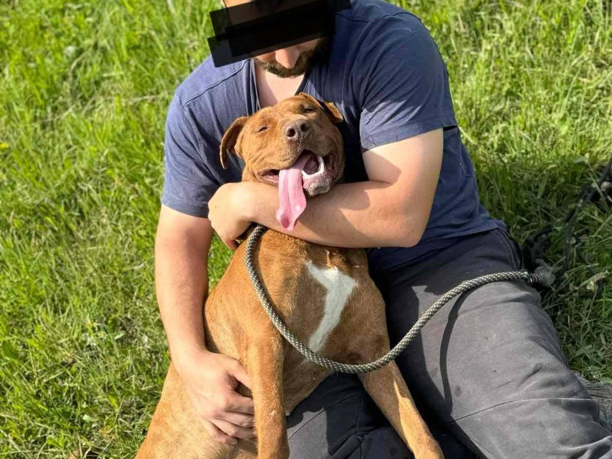 Vuoi adottare un cane a Firenze?