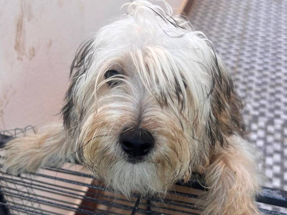 Adozione cane, femmina, Yorkshire Terrier Razza sconosciuta, 6 mesi, taglia piccola, Padova