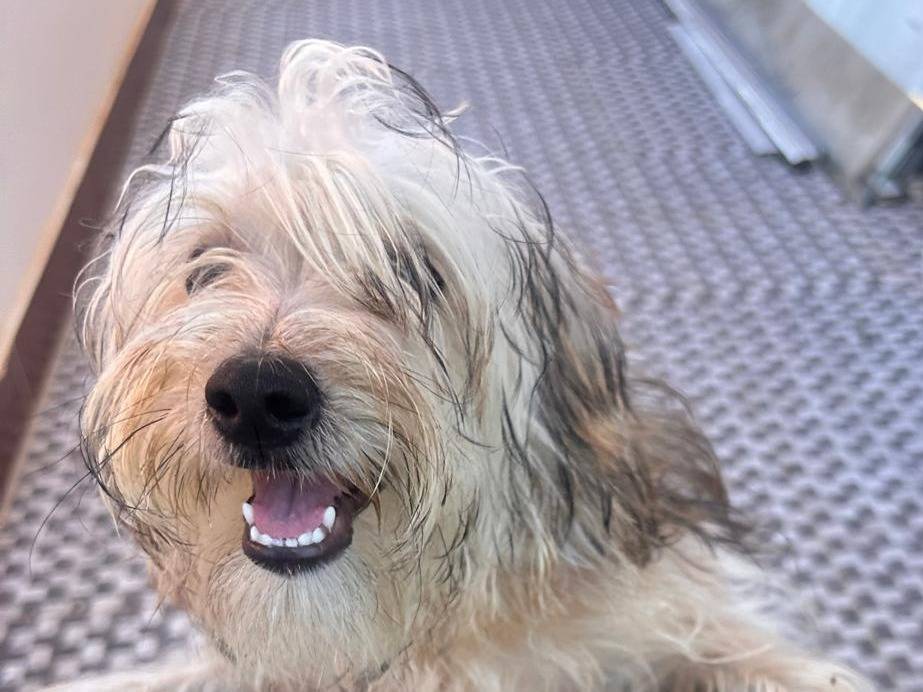 Adotta un cane, femmina, 6 mesi, Padova